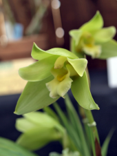 主張する花々 画像1