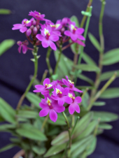 主張する花々 画像2