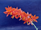 主張する花々 画像3