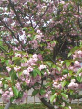 天然記念物 画像1