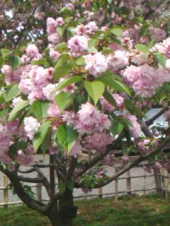 天然記念物 画像2