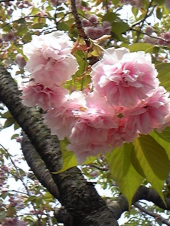 126種類の桜… 画像3