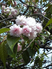 桜2・・・・ 画像2
