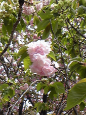 桜2・・・・ 画像3