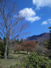 ３日前のさくら 画像2