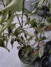 残念っつ！！ 画像2