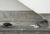 ねこ　vs　カラス 画像1