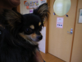 小次郎の狂犬病予防接種だ