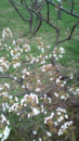 263種10,000本の桜。