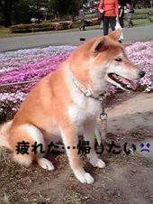 ☆行楽弁当～(*^^*) 画像3