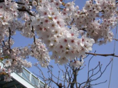 今日から始めるぞ 画像1