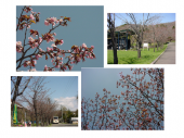 「桜」 画像1
