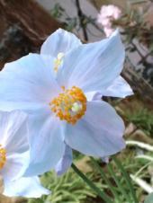 雨に花 画像3