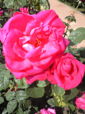 神代植物園のバラ 画像1