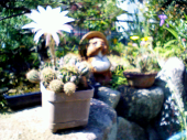 今年もサボテンの花が咲きました 画像1