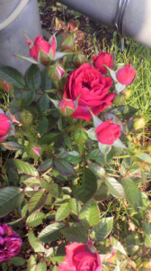 何の木かな？ 画像2