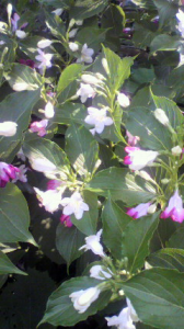 何の木かな？ 画像3