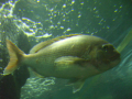 釣り名人