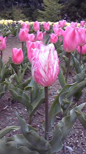 大分くじゅう花公園・・・・ 画像2