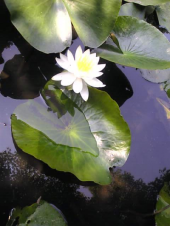 続・山田池公園 画像3