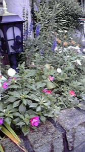 ☆ハイエナ親子？( ￣▽￣;) 画像2