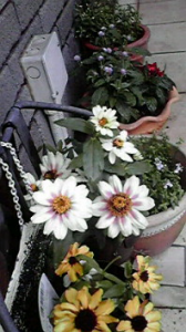 ☆ハイエナ親子？( ￣▽￣;) 画像3