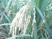 8月最終日、カレンダー・・・ 画像3
