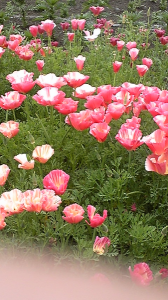 再度、花公園へ・・・・ 画像2