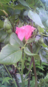 蒸し暑い夜だけど 画像2