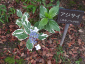 ぼちぼち 画像1