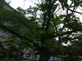 折れた 画像1