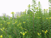 富士には月見草が良く似合う 画像1