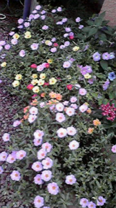 ☆蜂蜜トマト～（＾◇＾） 画像2