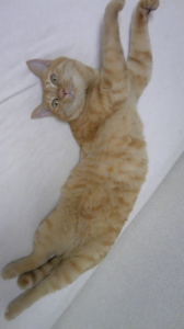 猫フォト。 画像2