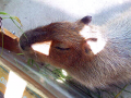 かっぴかっぴば～らば～らかぴばらーーーーっつ