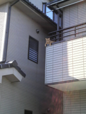 ☆風の強い日の強い味方☆ 画像1