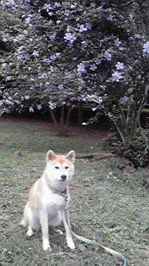 ☆イライライラ・・・(；一_一) 画像1