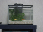 夏休み22日目・・・金魚♪ 画像1