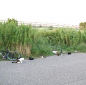 【サイクリング】荒川偵察 画像2