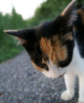 【サイクリング】荒川偵察 画像3