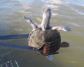 カニ取り合戦！ 画像3