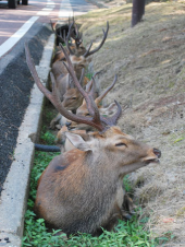 今日は少し涼しい。 画像1