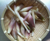 ミョウガとって来ました♪ 画像1