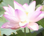 蓮の花 画像1