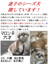 探し犬の張り紙。 画像1