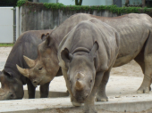動物園 画像1