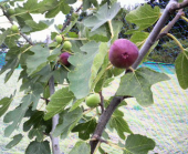 次は無花果！！ 画像2