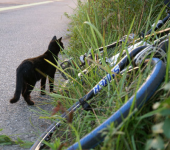 【自転車】　荒川CR、猫 画像3