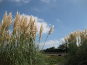 海の近くの草木の公園 画像2