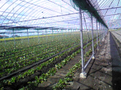いちご苗植え。 画像1